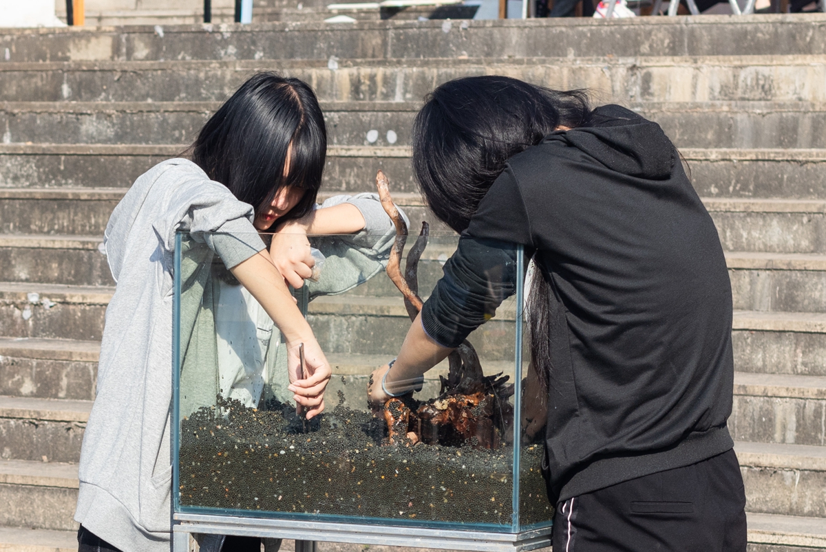 十大正规赌官方网站同学共同协作进行水族造景大赛（学通社记者 吴奕彤 摄）